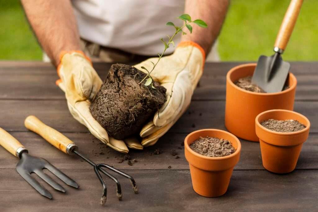 Balcony Gardening Tips