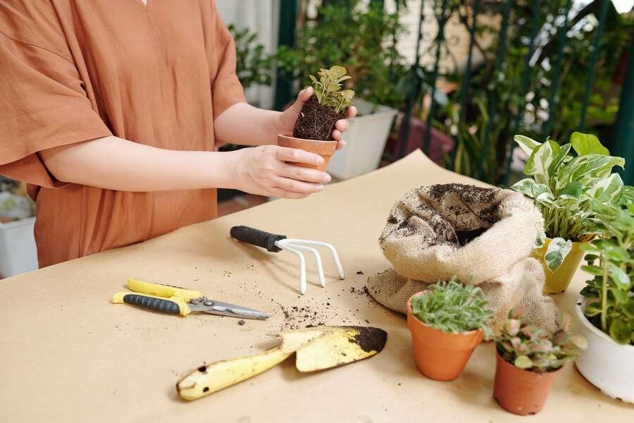 Gardening at home depot