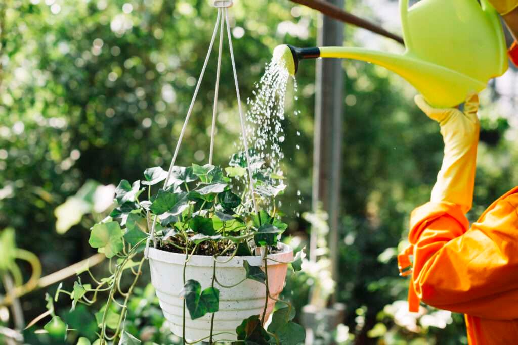 Balcony Gardening Tips