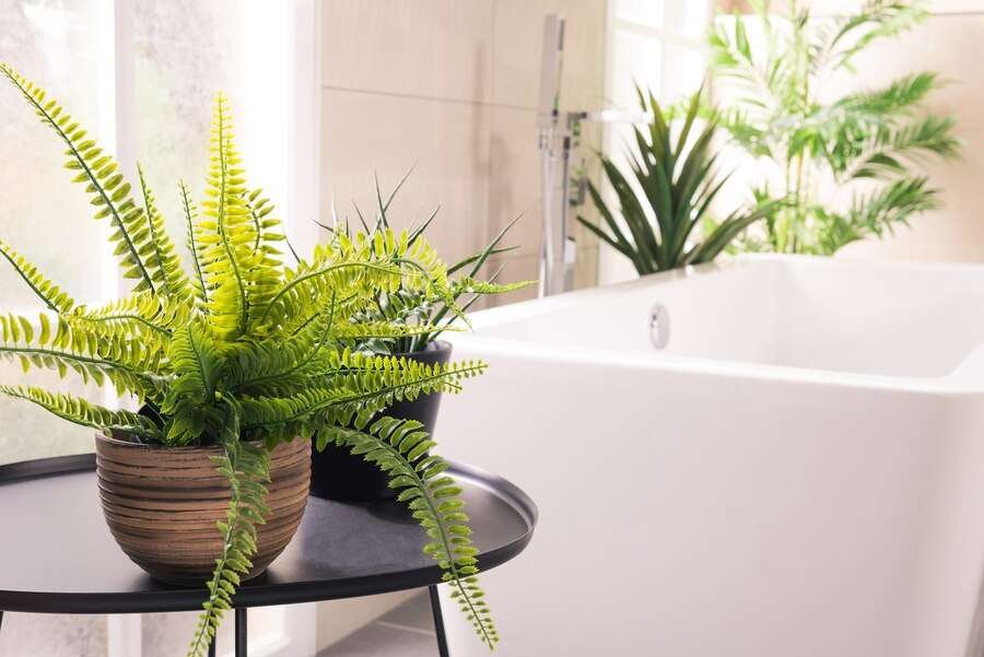 Plants for Bathroom